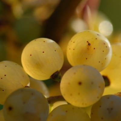 Riesling 107